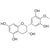 4'-O-Methyl-(-)-Epi-Gallocatechin